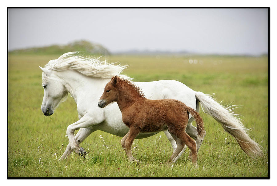 Running Horses Photograph by Gigja Einarsdottir