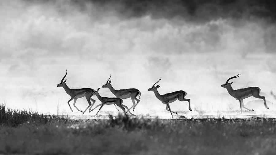 Black And White Photograph - Running by Jun Zuo