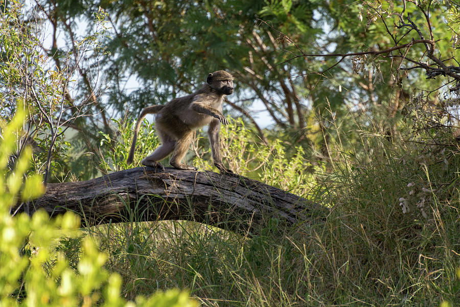 Running Monkey Photograph by Mark Hunter
