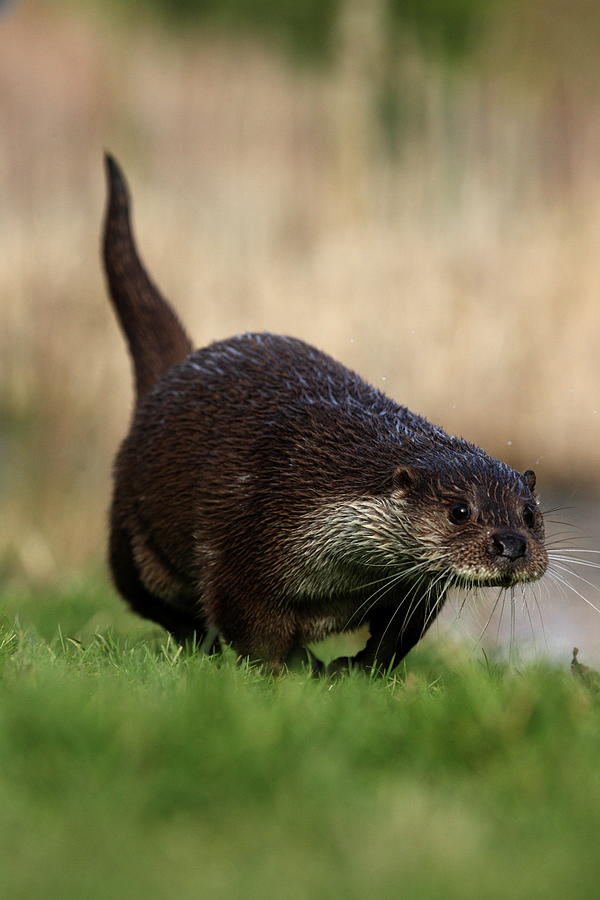 Running Otter Photograph by Alex England