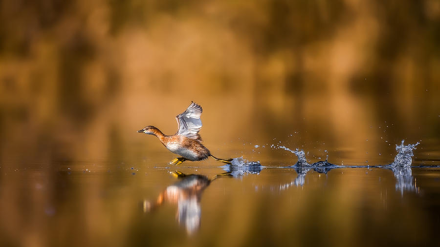 Running Over The Water Photograph by Faisal Alnomas
