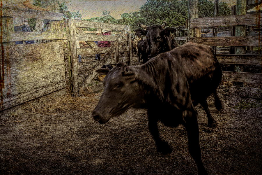 Running Steer Photograph by Don Columbus - Fine Art America