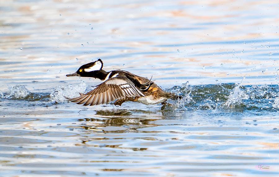Running take off -- Hooded Merganser by Judi Dressler Running take off -- Hooded Merganser by Judi Dressler