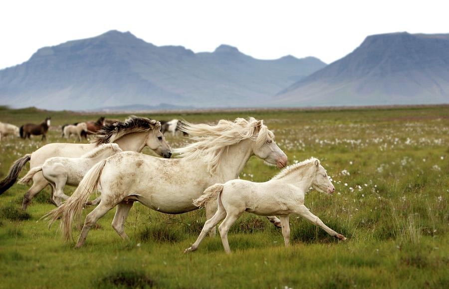 Running Wild In Iceland Photograph by Gigja Einarsdottir