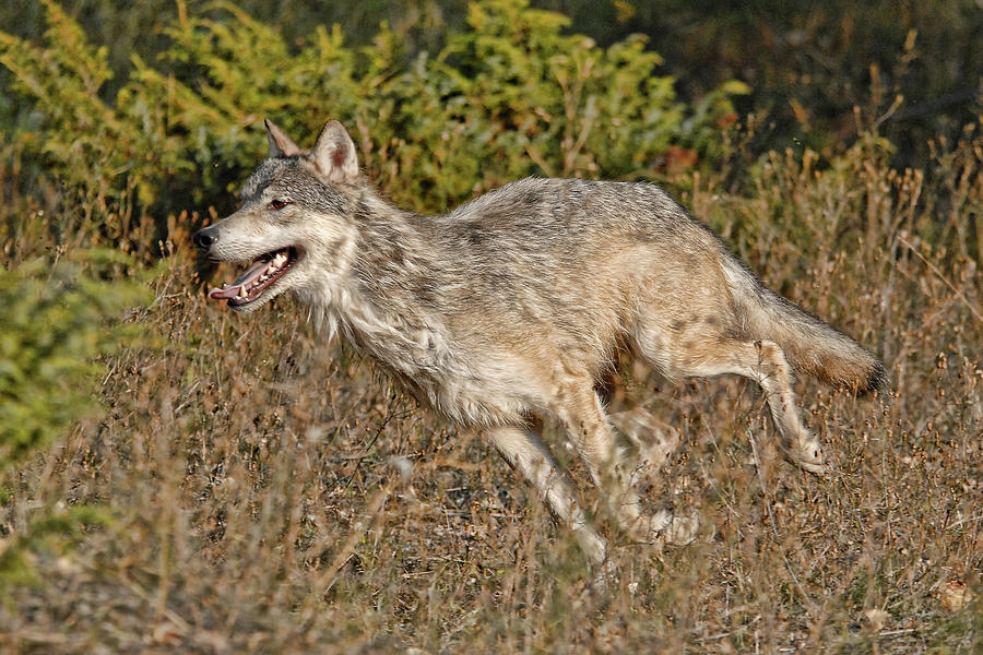 Running Wolf Photograph by Wade Aiken