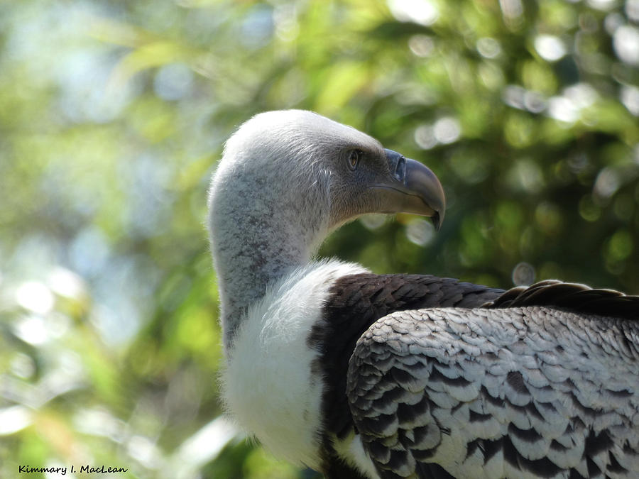 Ruppells Griffon Vulture in Profile Photograph by Kimmary MacLean