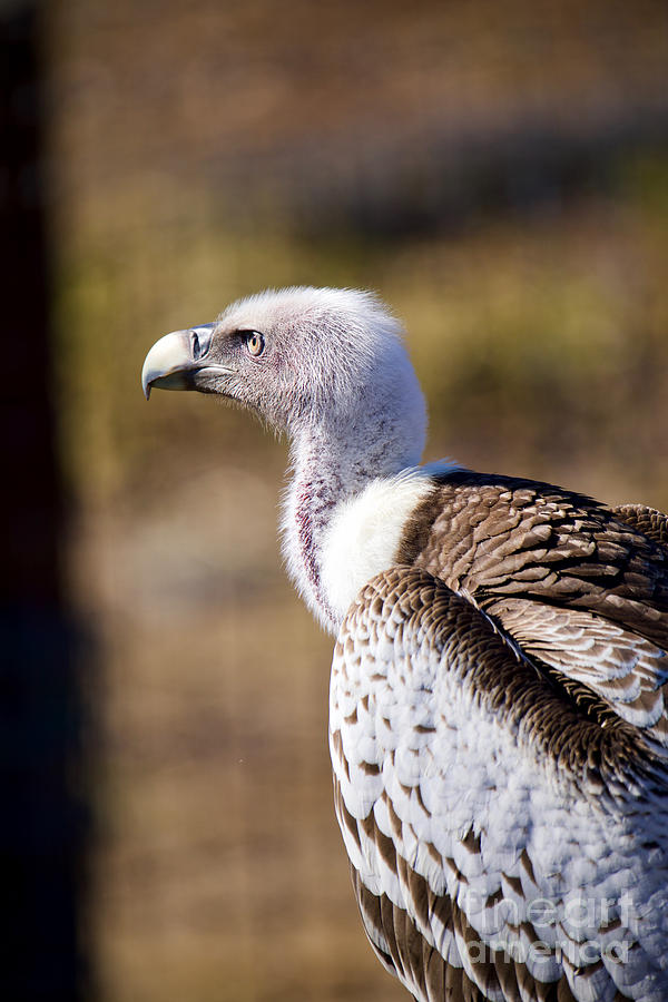 Ruppells Griffon Vulture Photograph by Rachel Morrison