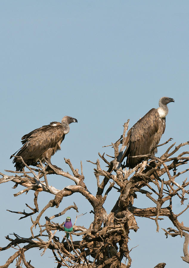 Wildlife Digital Art - Ruppells Griffon Vultures (gyps Rueppellii) And Lilac-breasted Roller (caracias Caudata), Masai Mara National Reserve, Kenya by Delta Images