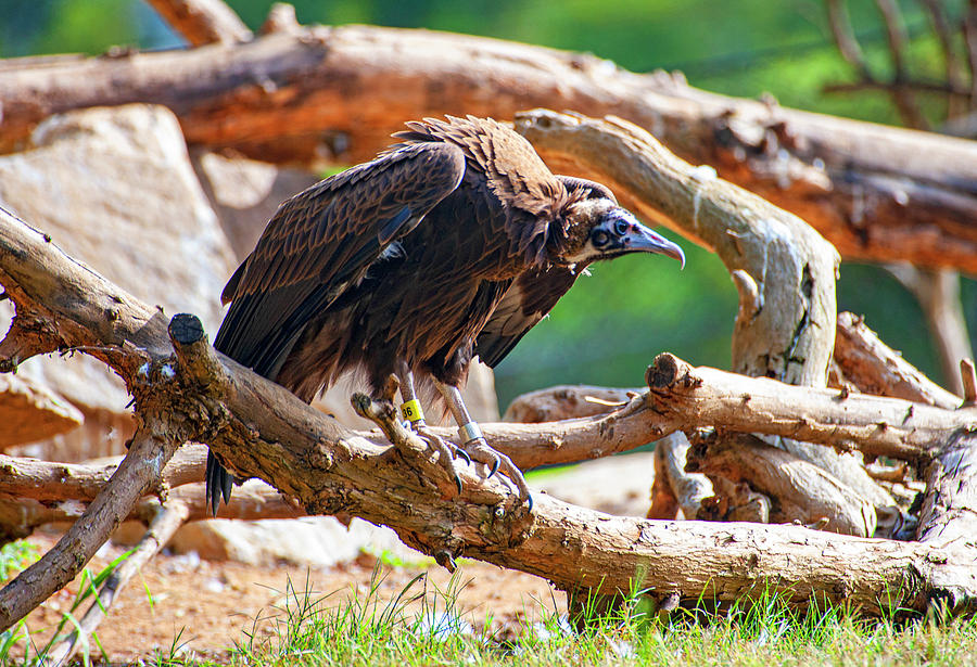 Ruppells Vulture Photograph by Anthony Jones