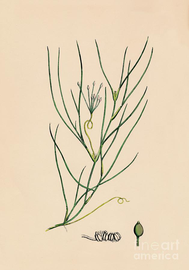 Ruppia Spiralis. Greater Ruppia Drawing by Print Collector