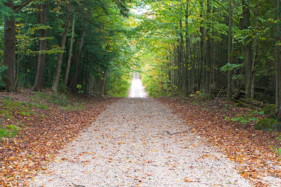 Rural Autumn Road Through Forest Photograph by Simplycreativephotography