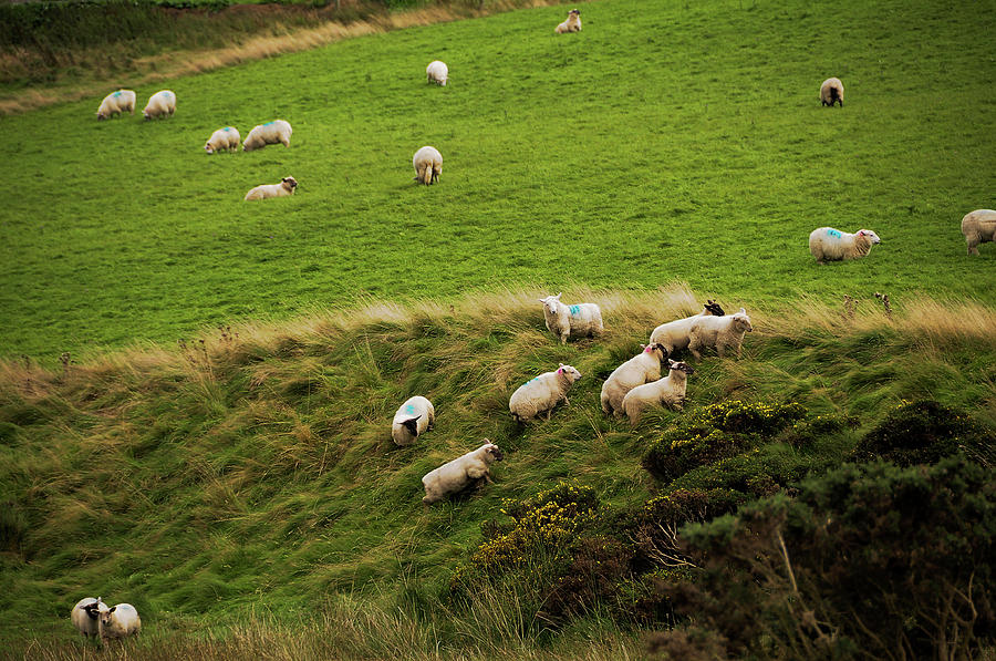 Rural Idyll of Ireland 1 Photograph by Jenny Rainbow
