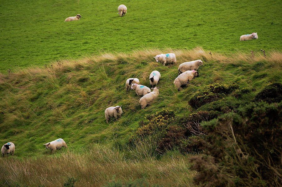 Rural Idyll of Ireland Photograph by Jenny Rainbow
