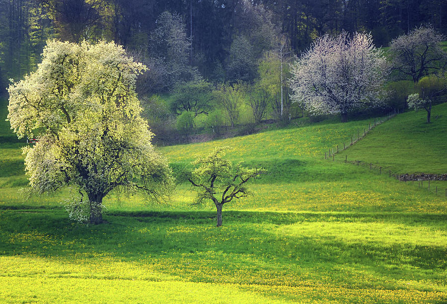 Rural Landscape, Regensberg, Dielsdorf Photograph by Svjetlana