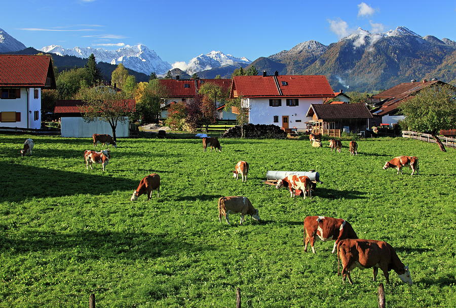 Rural Landscape With Cows Digital Art by Gunter Grafenhain