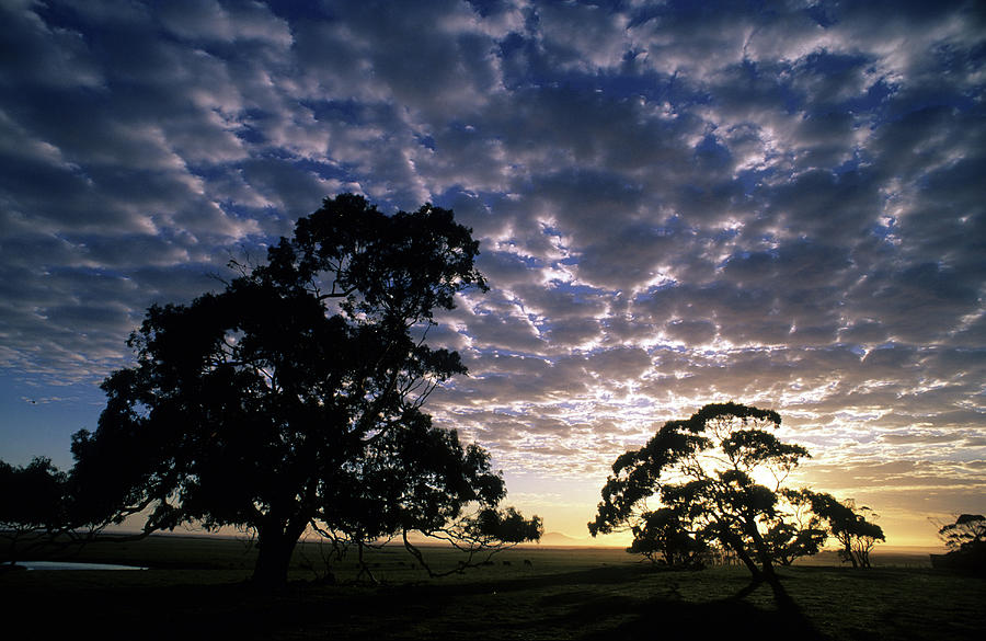 Rural Scene With Green Pastures And Gum Trees At Dawn, Near Yanakie, Victoria, Australia Photograph by Don Fuchs