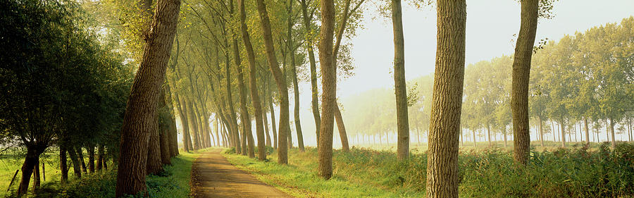 Rural Tree Lined Road Belgium Photograph by Panoramic Images
