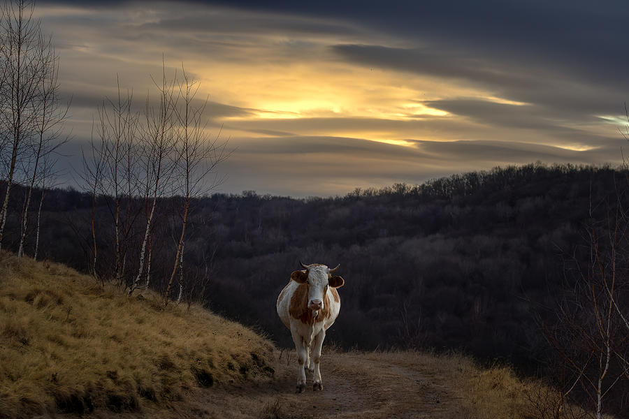 Rural Photograph by Vio Oprea