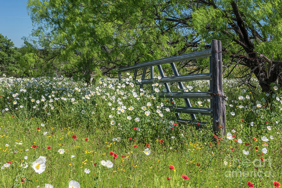 Rural Wildflowers Photograph by Paul Quinn
