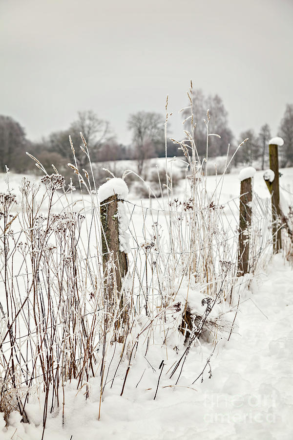 Rural winter landscape Photograph by Sophie McAulay