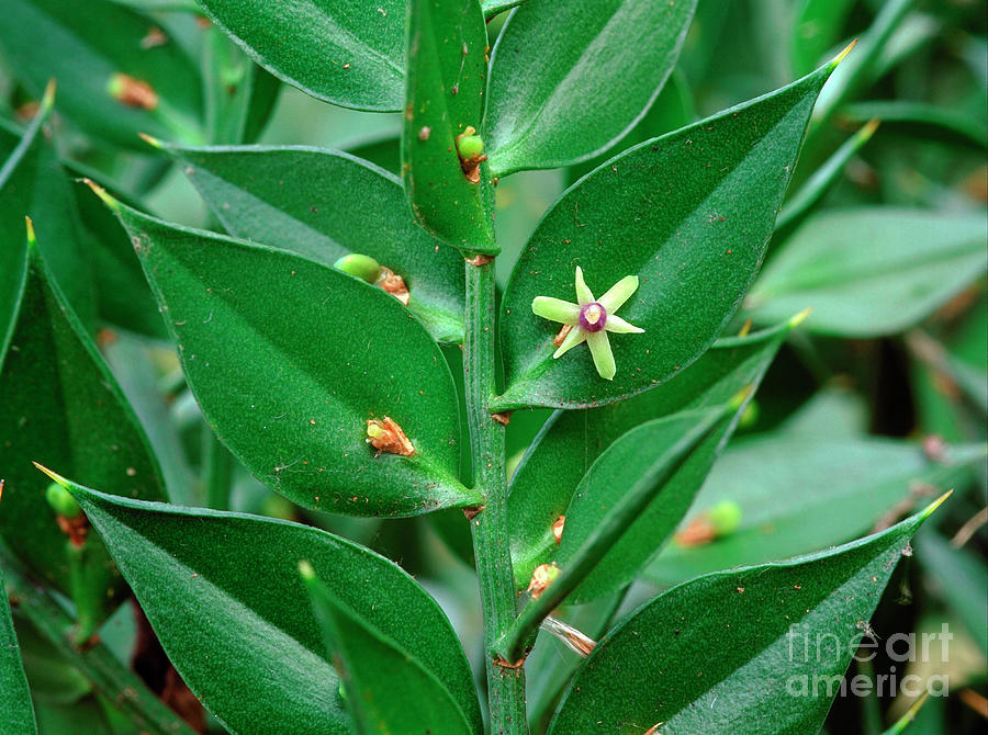 Ruscus Aculeatus Photograph by Geoff Kidd/science Photo Library