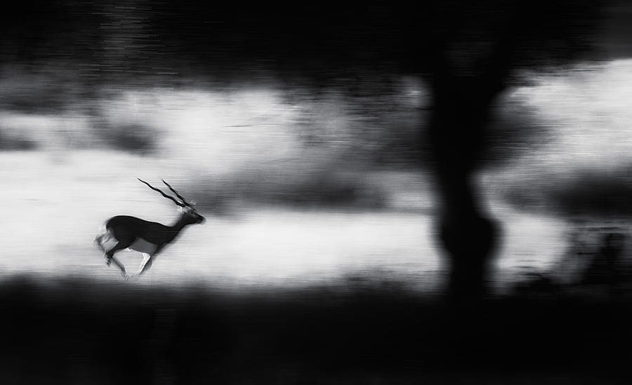 Wildlife Photograph - Rush Hour by Swapnil.
