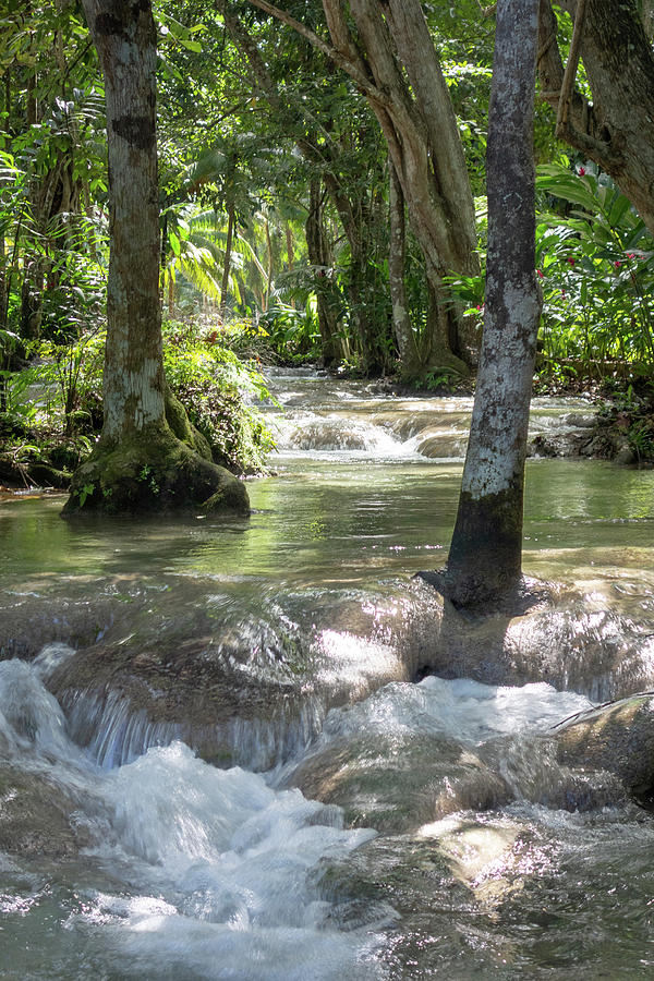 Rushing River Through a Jamaican Forest Photograph by Anthony Doudt ...