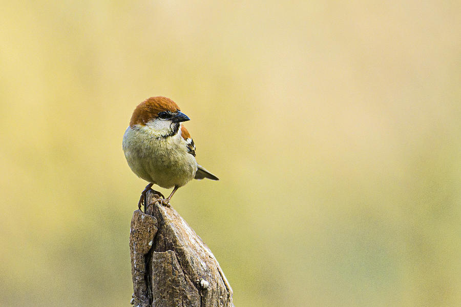 Wildlife Photograph - Russet Sparrow by Subhash Sapru
