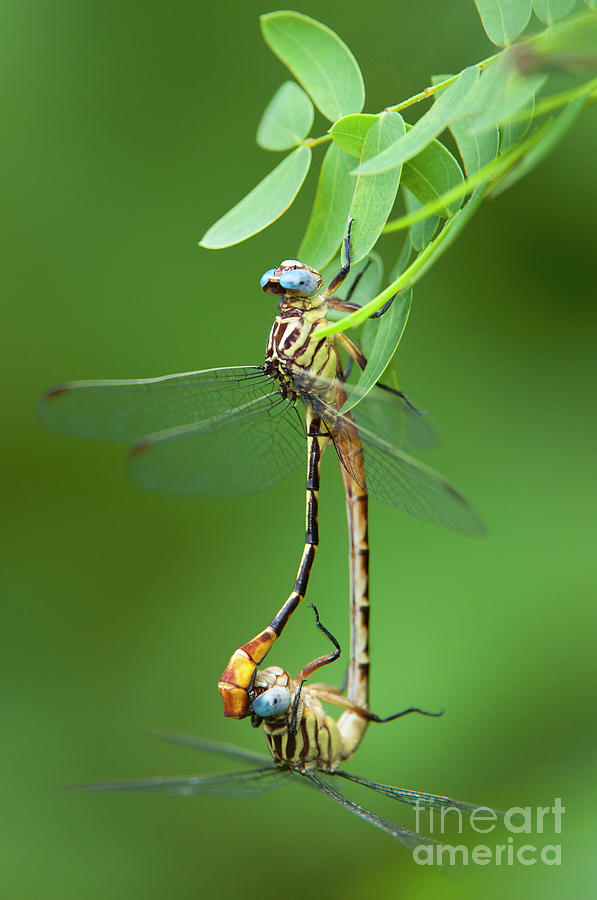 Russet-tipped Clubtails Stylurus Plagiatus Wild Texas Photograph by Dave Welling