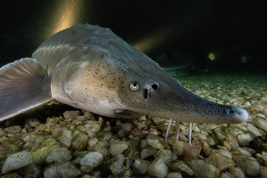 Russian Sturgeon, Albino, Resting On Lake Bed, Russia Photograph by ...