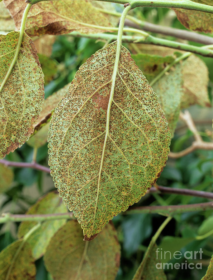 Rust Fungus On Plum Leaf Photograph by Geoff Kidd/science Photo Library