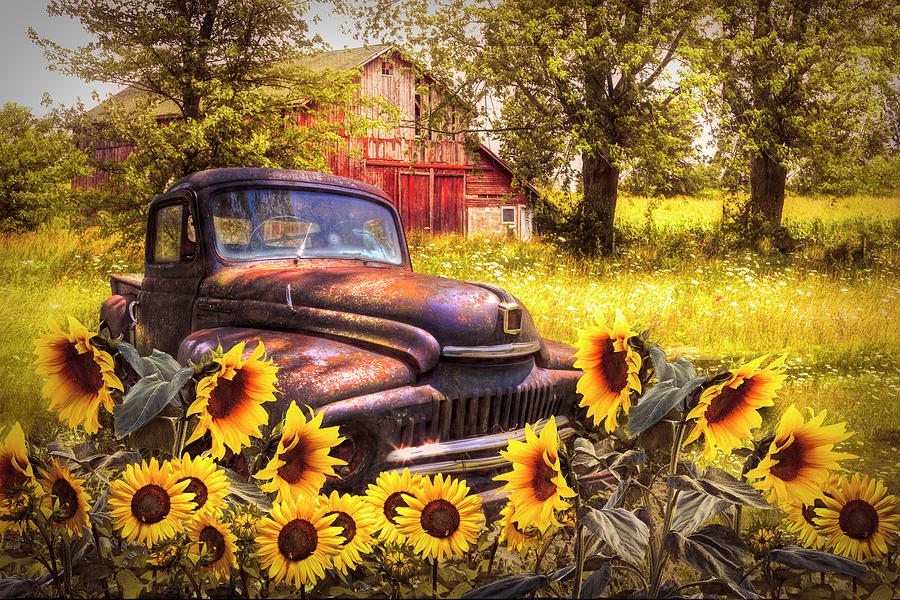 Rust in the Autumn Sunflowers Photograph by Debra and Dave Vanderlaan