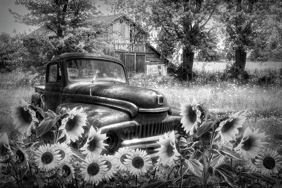 Rust in the Sunflowers in Black and White Photograph by Debra and Dave Vanderlaan