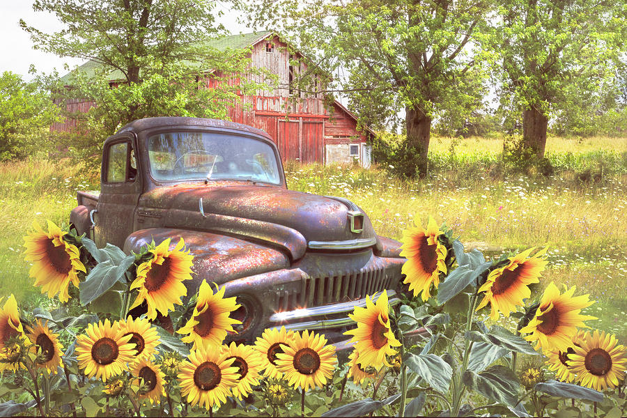 Rust in the Sunflowers in Soft Colors Photograph by Debra and Dave Vanderlaan