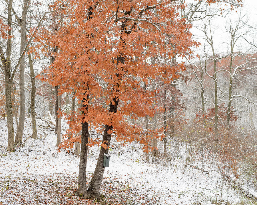 Rust Leaves and Snow Photograph by Tamara Becker