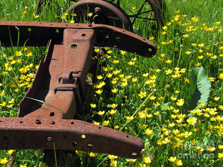 Rusted Wagon in a Field of Flowers by Roberta Byram Rusted Wagon in a Field of Flowers by Roberta Byram