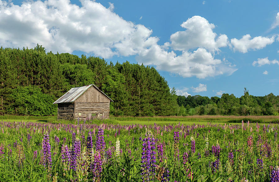 Rustic Barn in Field of Lupines Photograph by Brook Burling