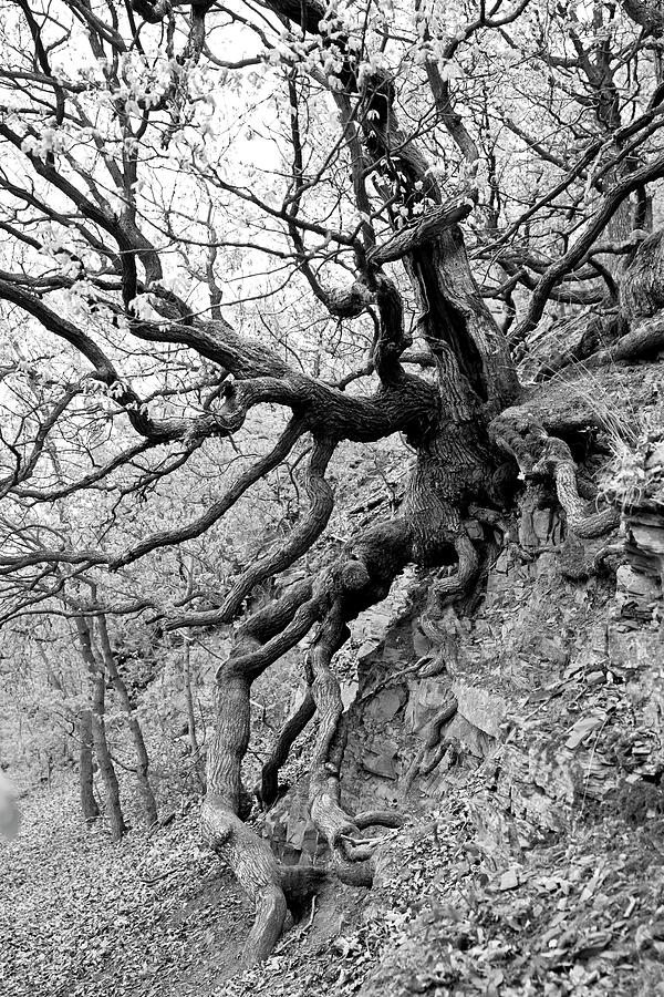 Rustic Beech Tree Along The Kahle Hard Route Near Bringhausen In Kellerwald-edersee National Park, Lake Edersee, Hesse, Germany, Europe Photograph by Katharina Jaeger