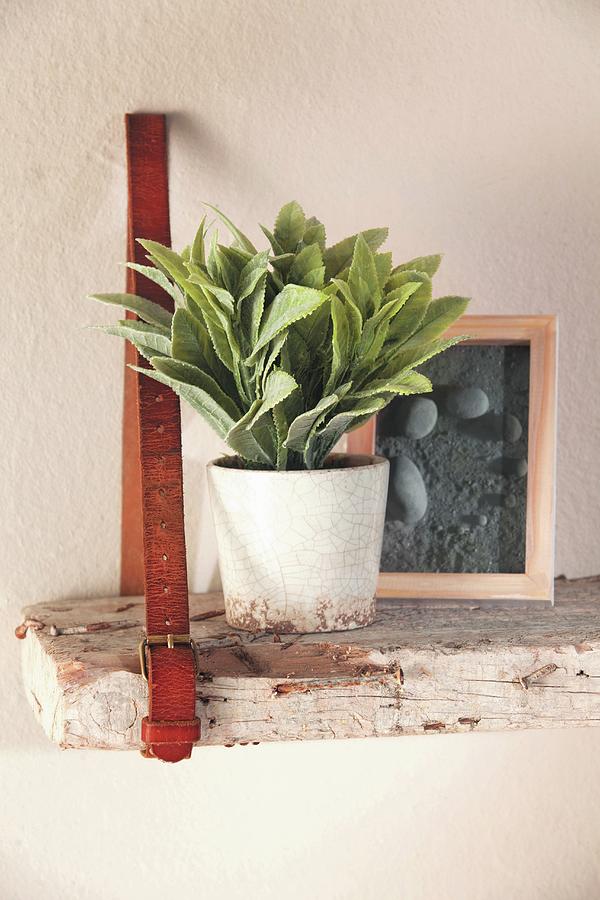 Rustic Board Hung On Wall From Leather Belt Used As Shelf And Decorated With Houseplant And Picture Photograph by Great Stock!