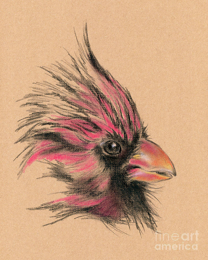 Rustic Cardinal Portrait Drawing by MM Anderson
