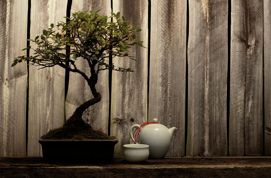 Rustic Decorative Arrangement Of Bonsai Photograph by The flying dutchman