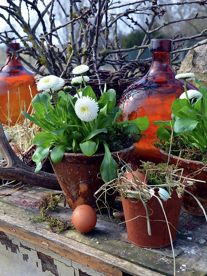 Rustic Easter Arrangement With Daisy And Easter Eggs Photograph by Christin By Hof 9