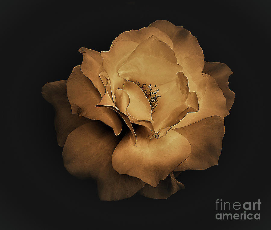 Rustic Gold Rose by Jaime Miller Rustic Gold Rose by Jaime Miller