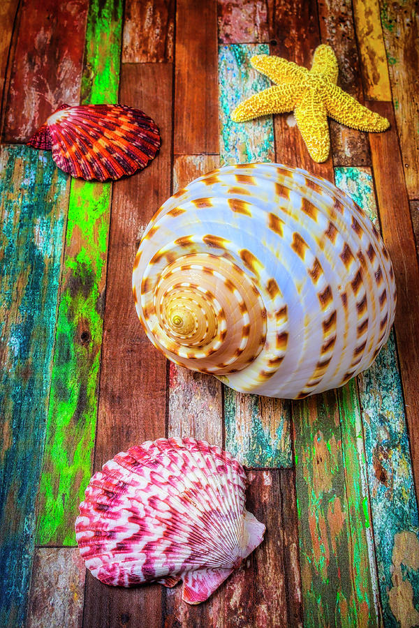 Rustic Seashell Collection Photograph by Garry Gay