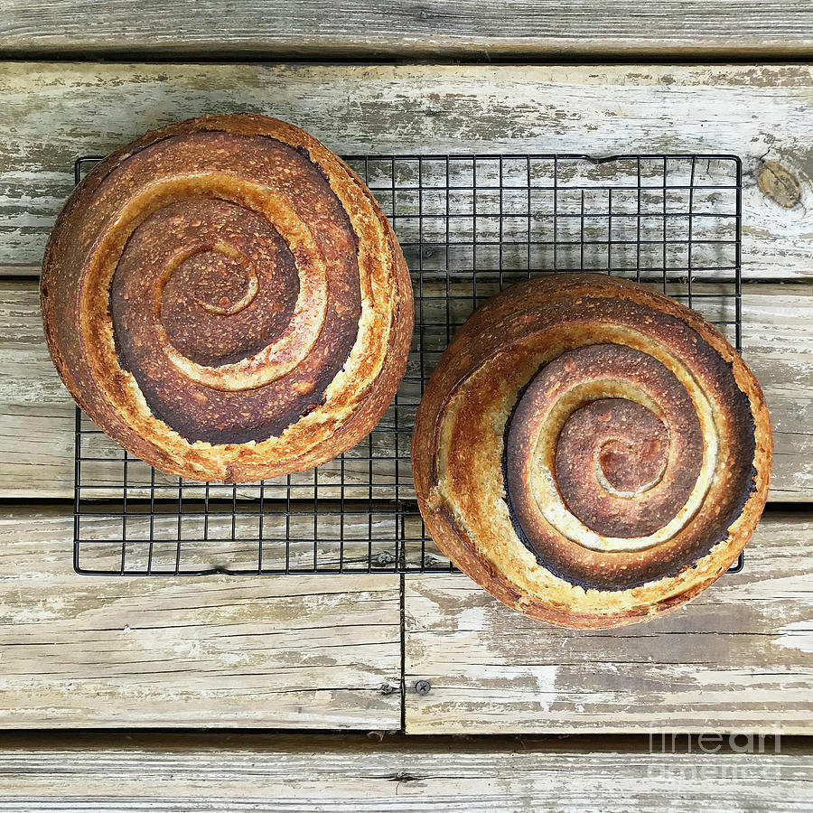 Rustic Spiral Duo Photograph by Amy E Fraser