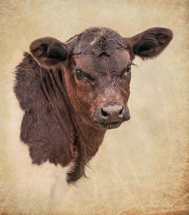 Nature Photograph - Rustic Texas Longhorn Calf Portrait by Jennie Marie Schell