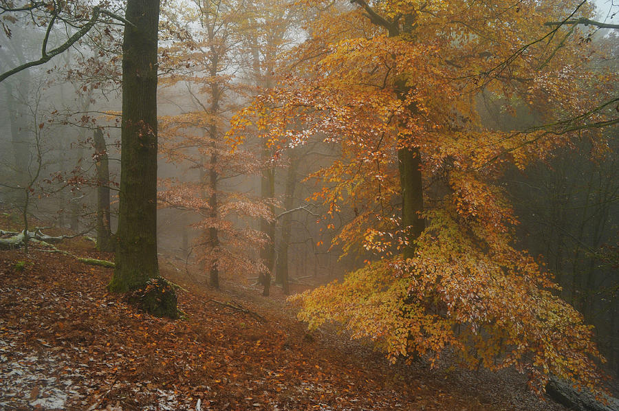 Rusty Autumn in Misty Woods 1 Photograph by Jenny Rainbow