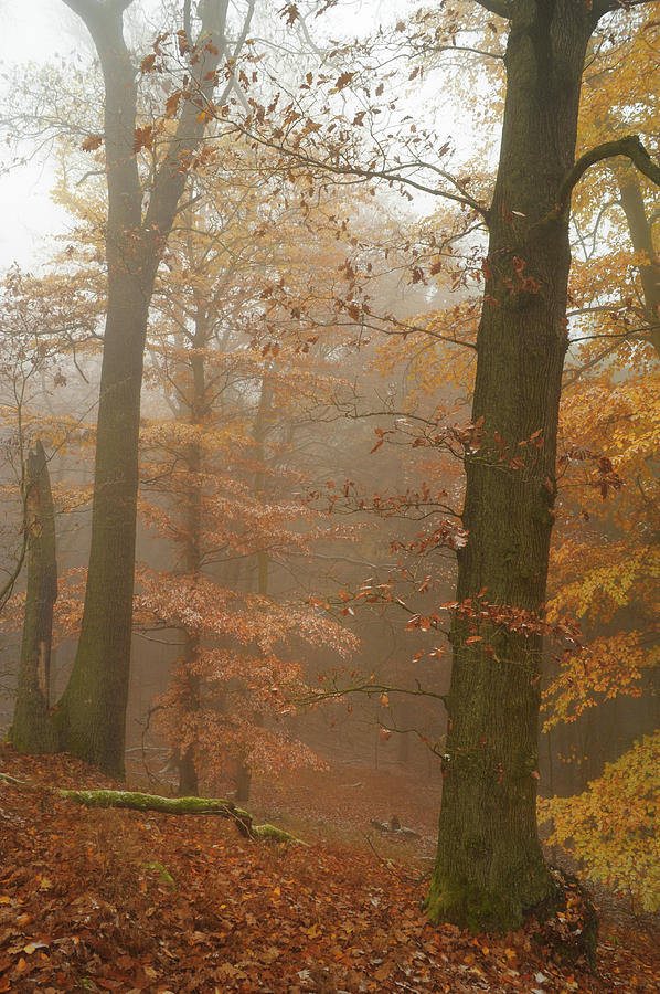 Fall Photograph - Rusty Autumn in Misty Woods 2 by Jenny Rainbow
