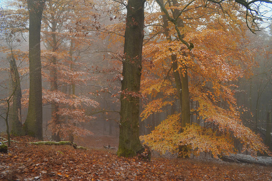 Rusty Autumn in Misty Woods Photograph by Jenny Rainbow