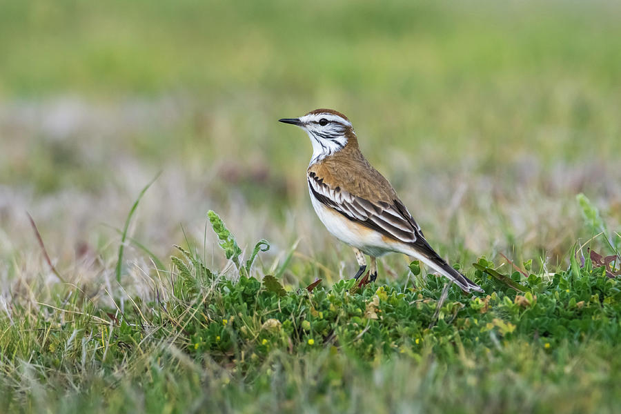 Rusty Backed Monjita Standing On Grassland, Rio Negro Photograph by ...